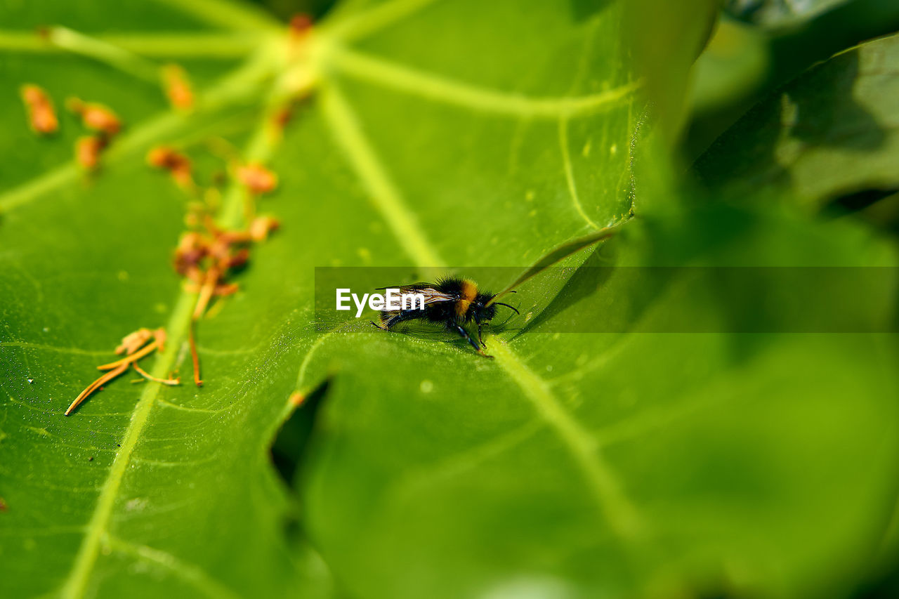 INSECT ON LEAF
