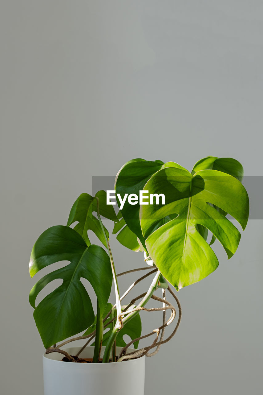 Vertical. monstera plant  on a grey background.  deliciosa or swiss cheese plant  tropical leaves