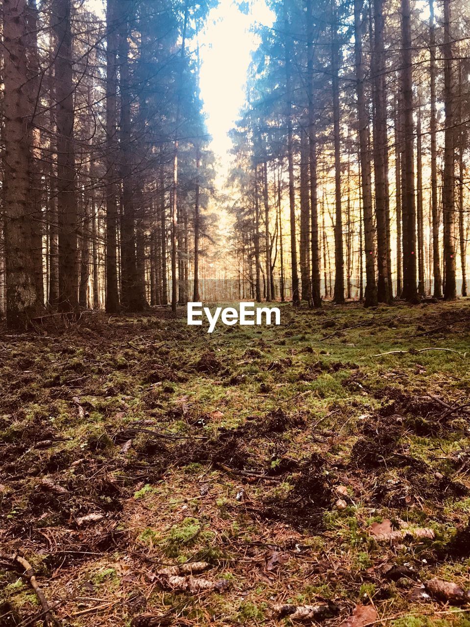 VIEW OF TREES IN FOREST