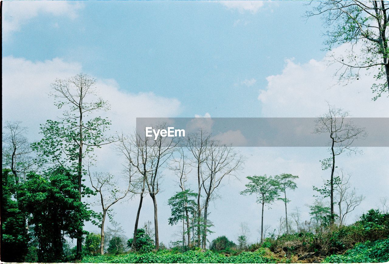 TREES GROWING ON FIELD AGAINST SKY