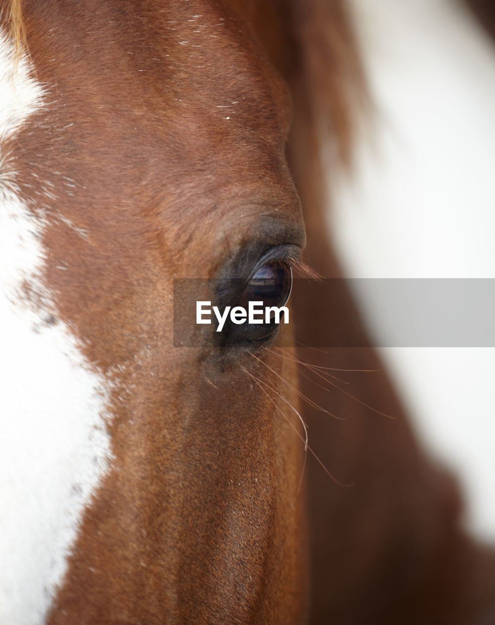 Close-up of a horse