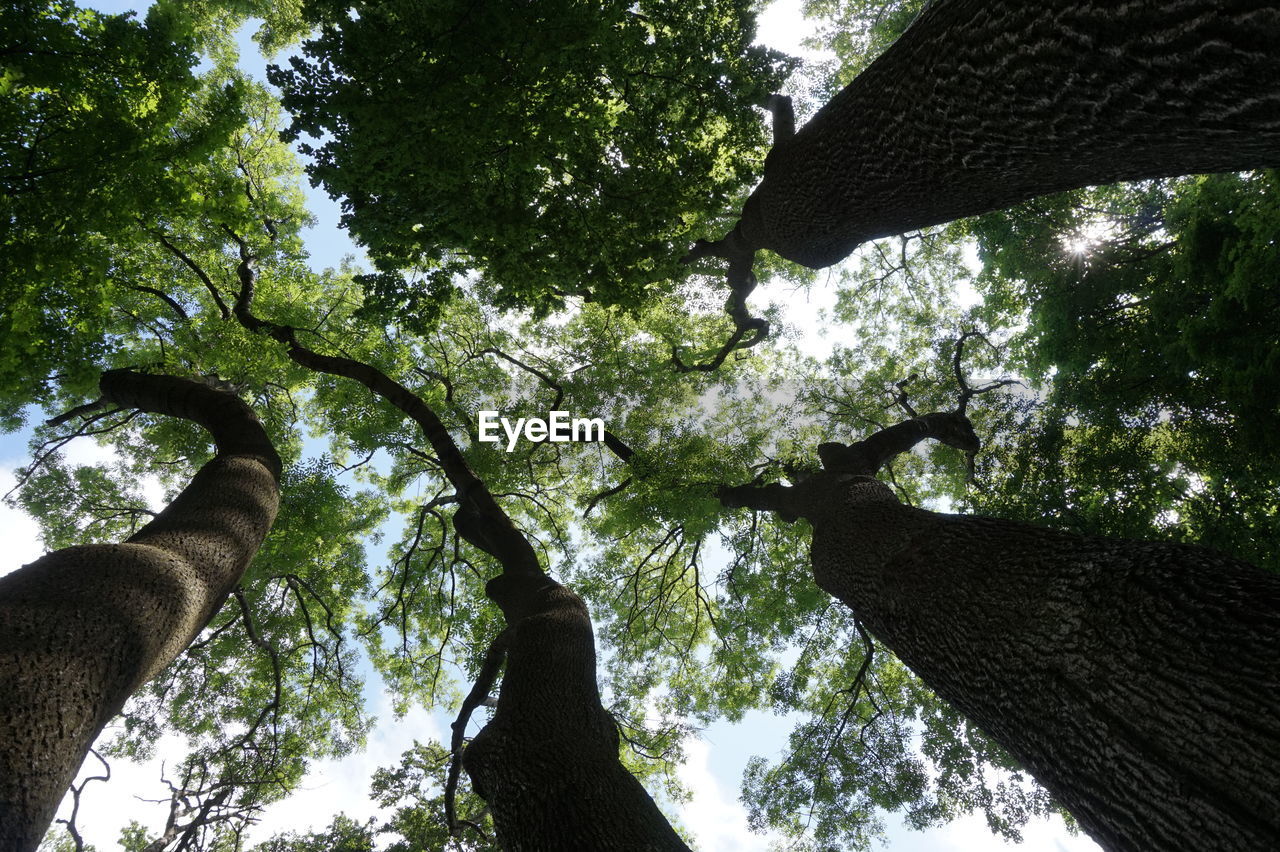 LOW ANGLE VIEW OF TREES AGAINST SKY IN FOREST