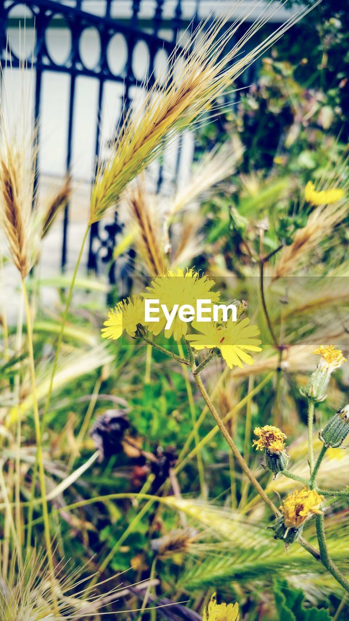 CLOSE-UP OF YELLOW FLOWERS GROWING IN FIELD