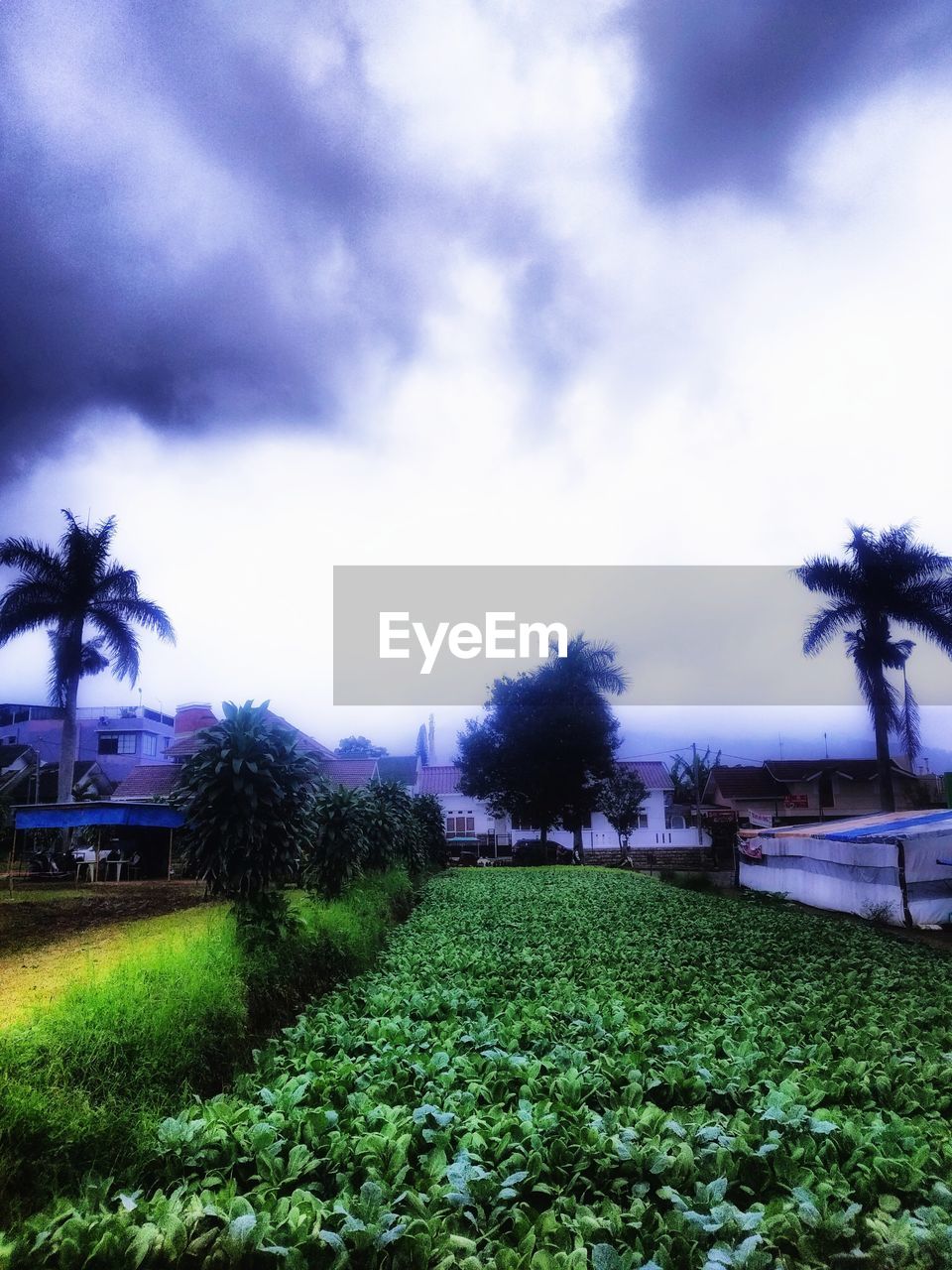 plant, sky, tree, cloud, nature, grass, growth, palm tree, beauty in nature, flower, sunlight, tropical climate, land, no people, green, tranquility, field, scenics - nature, environment, morning, tranquil scene, outdoors, landscape, agriculture, day, leaf, horizon