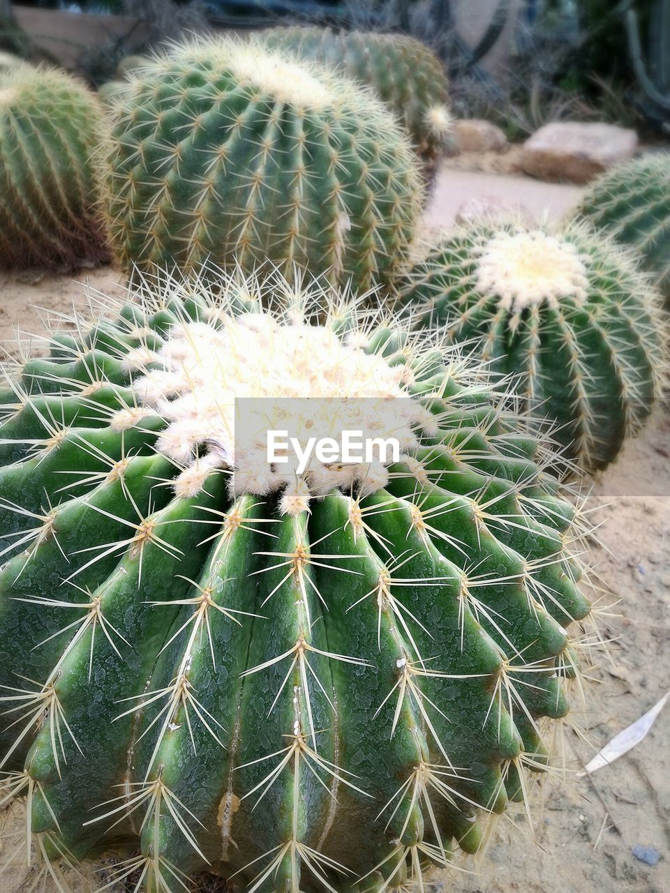High angle view of cactus in garden