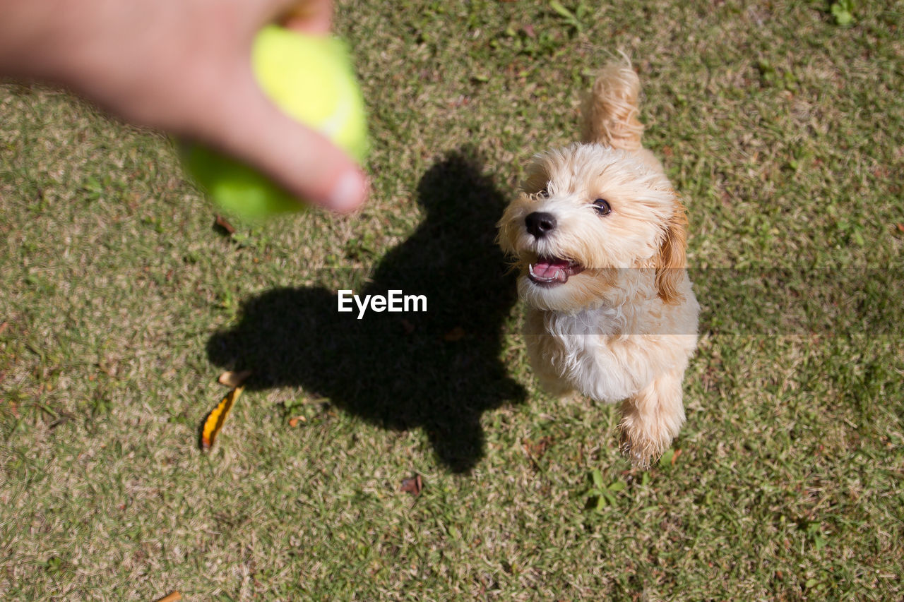High angle view of dog jumping towards ball held by person