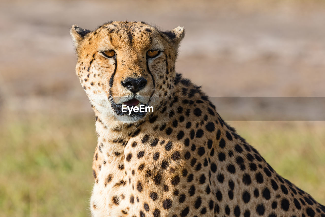 Cheetah sitting and looking at the savannah