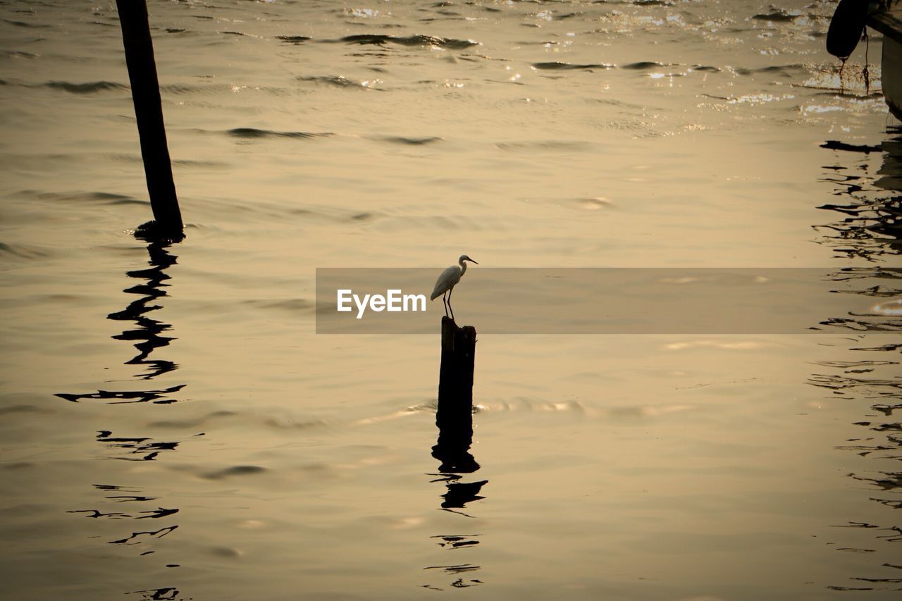 Bird perching on wooden post