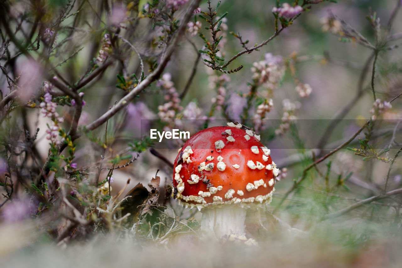 CLOSE-UP OF FLY AGARIC MUSHROOMS ON FIELD