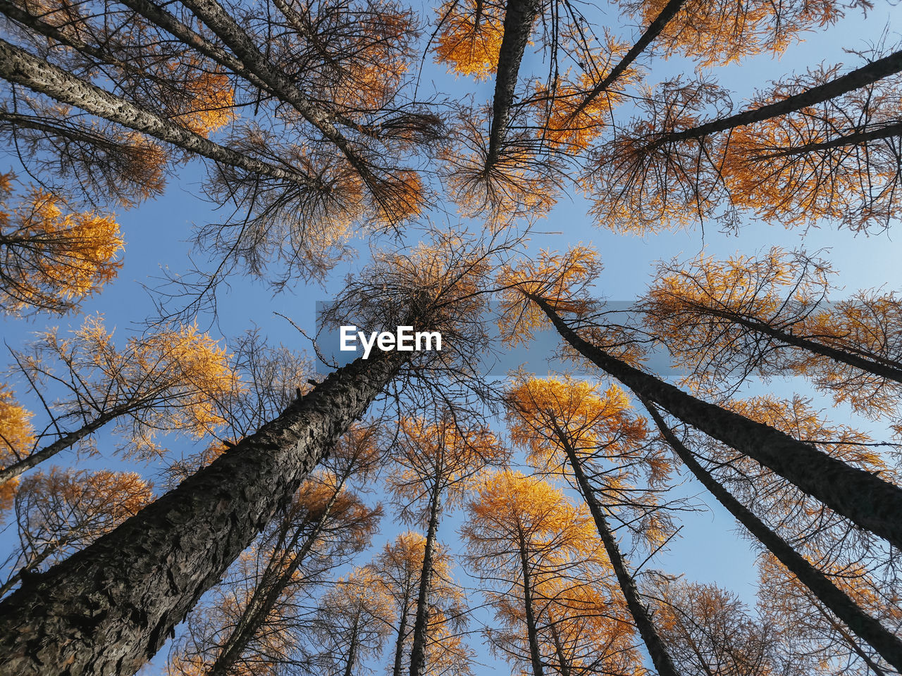 Low angle view of trees against sky