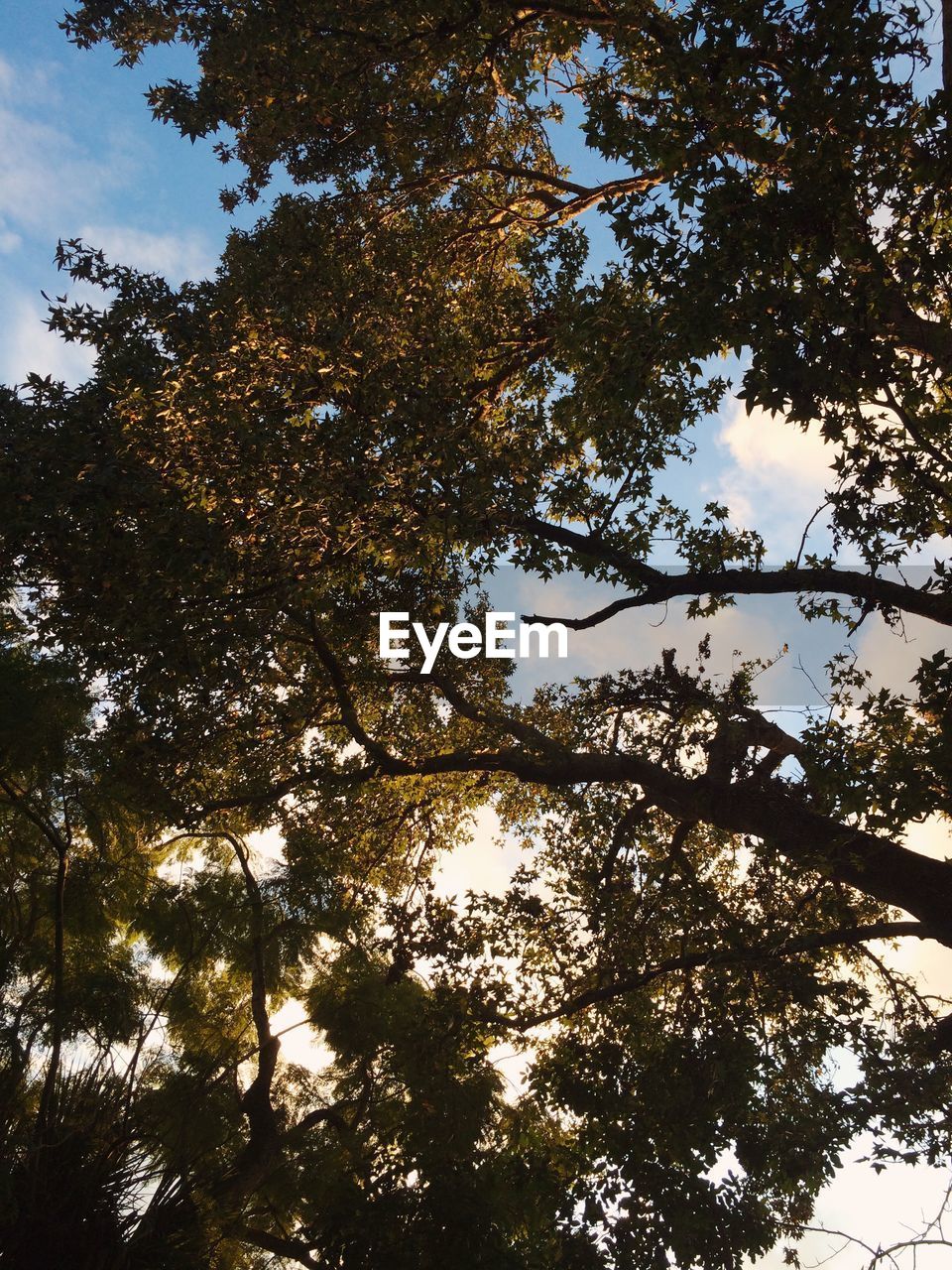 LOW ANGLE VIEW OF TREES AGAINST SKY