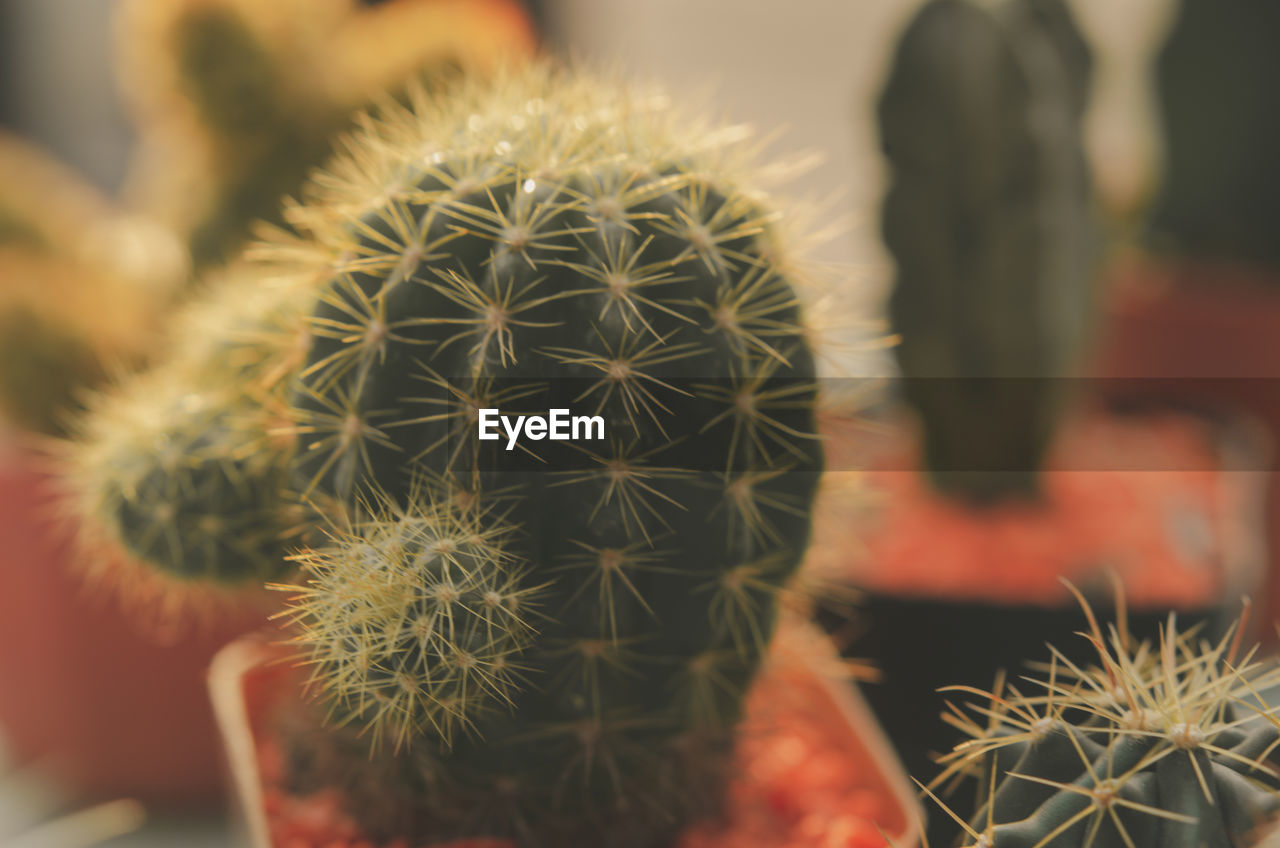 CLOSE-UP OF CACTUS PLANT WITH TEXT ON POTTED PLANTS