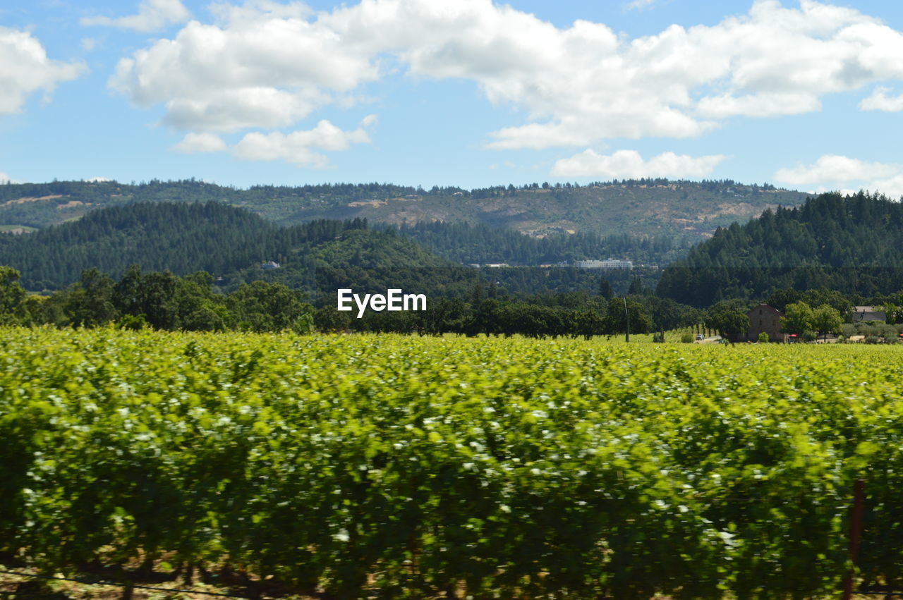 SCENIC VIEW OF FARMS AGAINST SKY