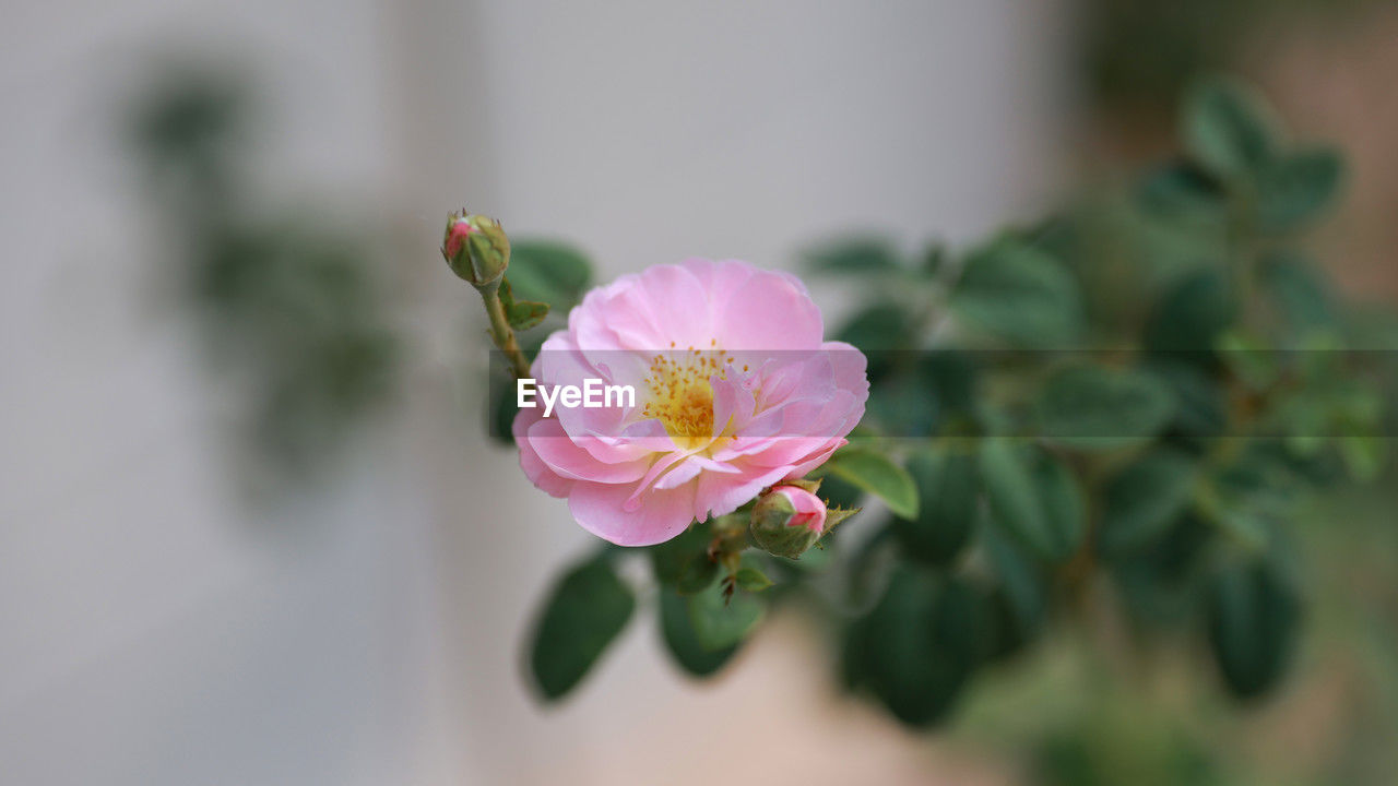 flower, flowering plant, plant, freshness, beauty in nature, pink, blossom, nature, close-up, flower head, petal, macro photography, fragility, inflorescence, no people, plant part, focus on foreground, rose, leaf, growth, springtime, outdoors, selective focus, bud, botany, yellow