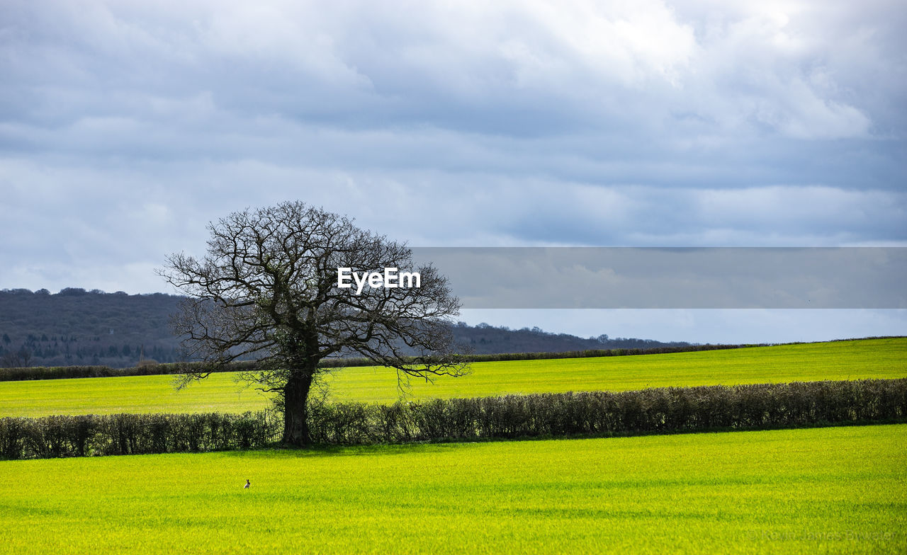 Scenic view of field against sky