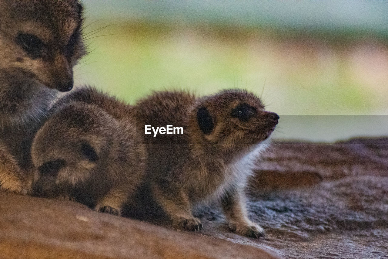 animal, animal themes, animal wildlife, wildlife, group of animals, mammal, meerkat, young animal, no people, two animals, nature, togetherness, whiskers, outdoors, cute, day, animal family