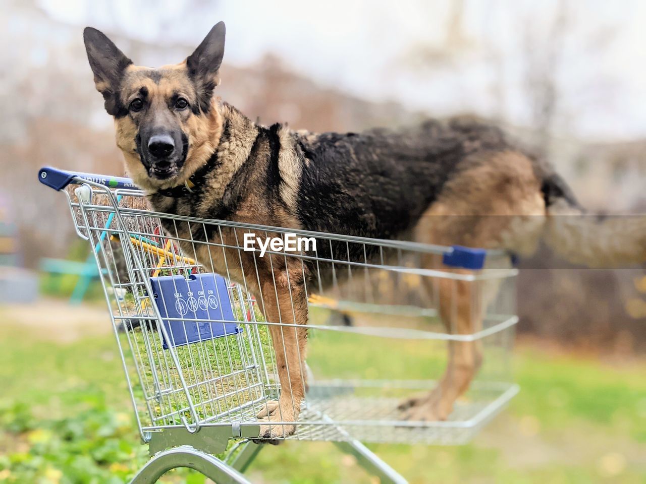 CLOSE-UP PORTRAIT OF DOG ON FIELD AGAINST BLURRED BACKGROUND