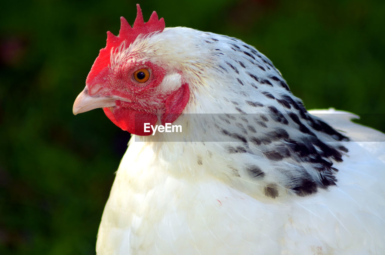 Bright white sussex chicken with black flecks and vibrant red comb, free range
