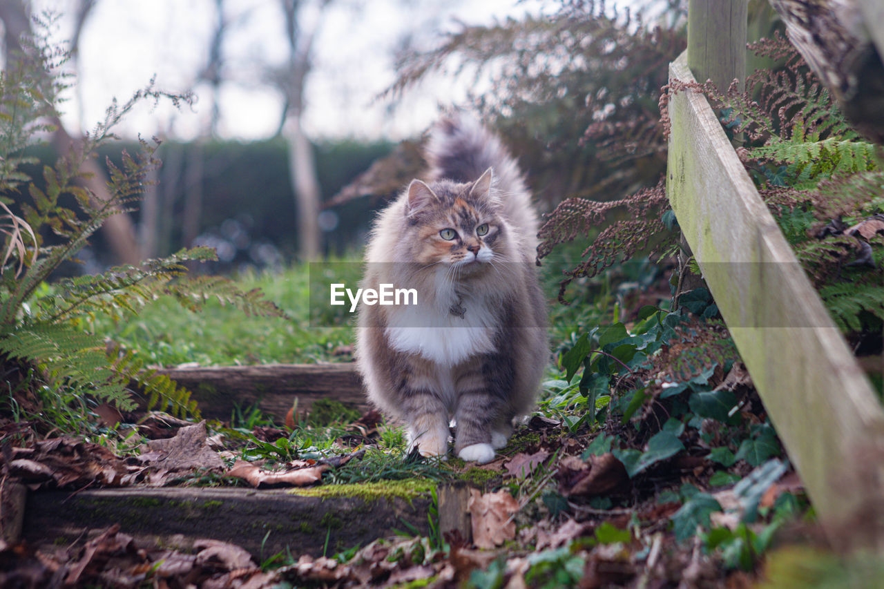 animal, animal themes, mammal, one animal, wildlife, cat, nature, pet, domestic animals, tree, plant, feline, animal wildlife, no people, flower, land, felidae, portrait, domestic cat, forest, outdoors, sitting, animal hair, carnivore, looking at camera, grass