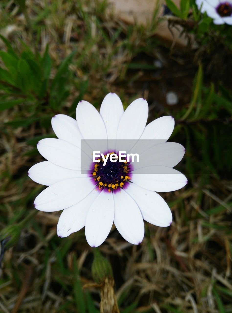 CLOSE-UP OF WHITE FLOWERS BLOOMING OUTDOORS