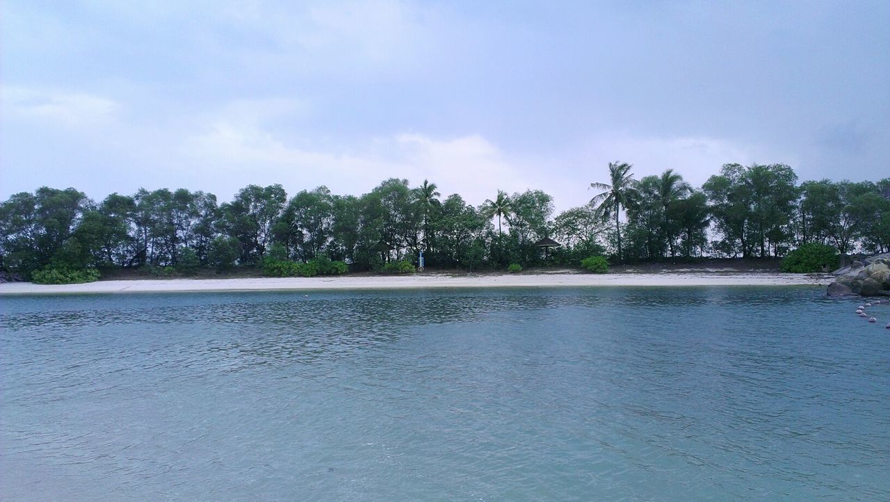 Trees growing at beach against sky