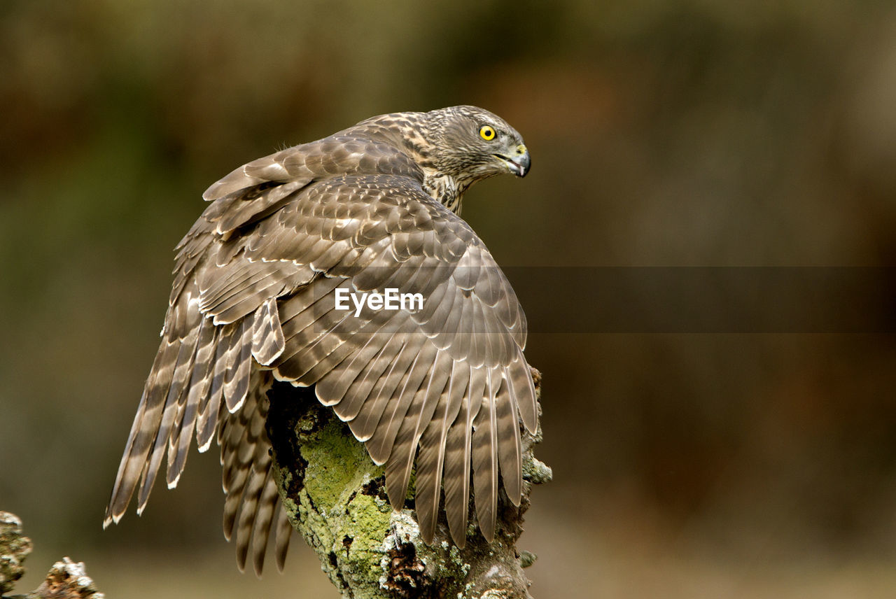 CLOSE-UP OF EAGLE FLYING IN THE BACKGROUND