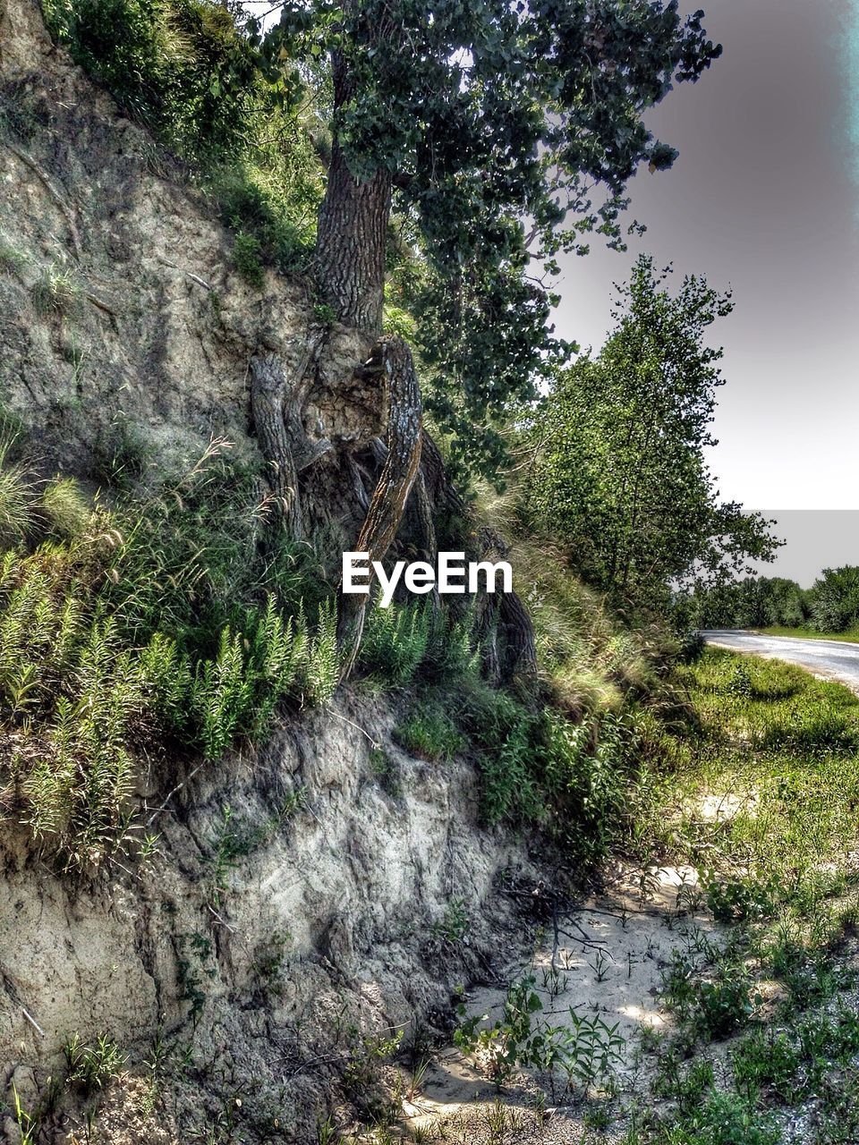 Trees and plants growing on rock against sky