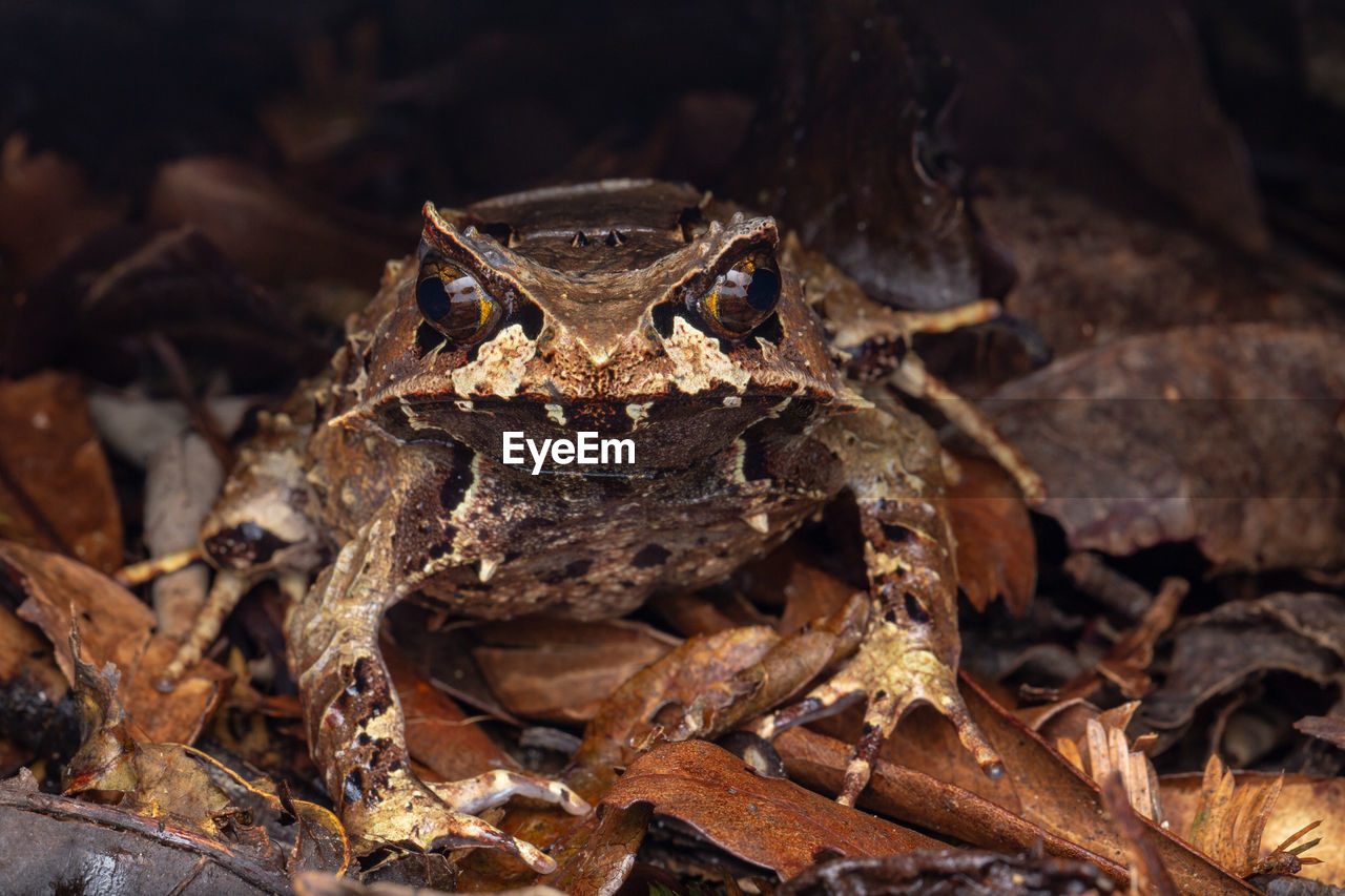 CLOSE-UP OF FROG ON FIELD DURING RAINY SEASON