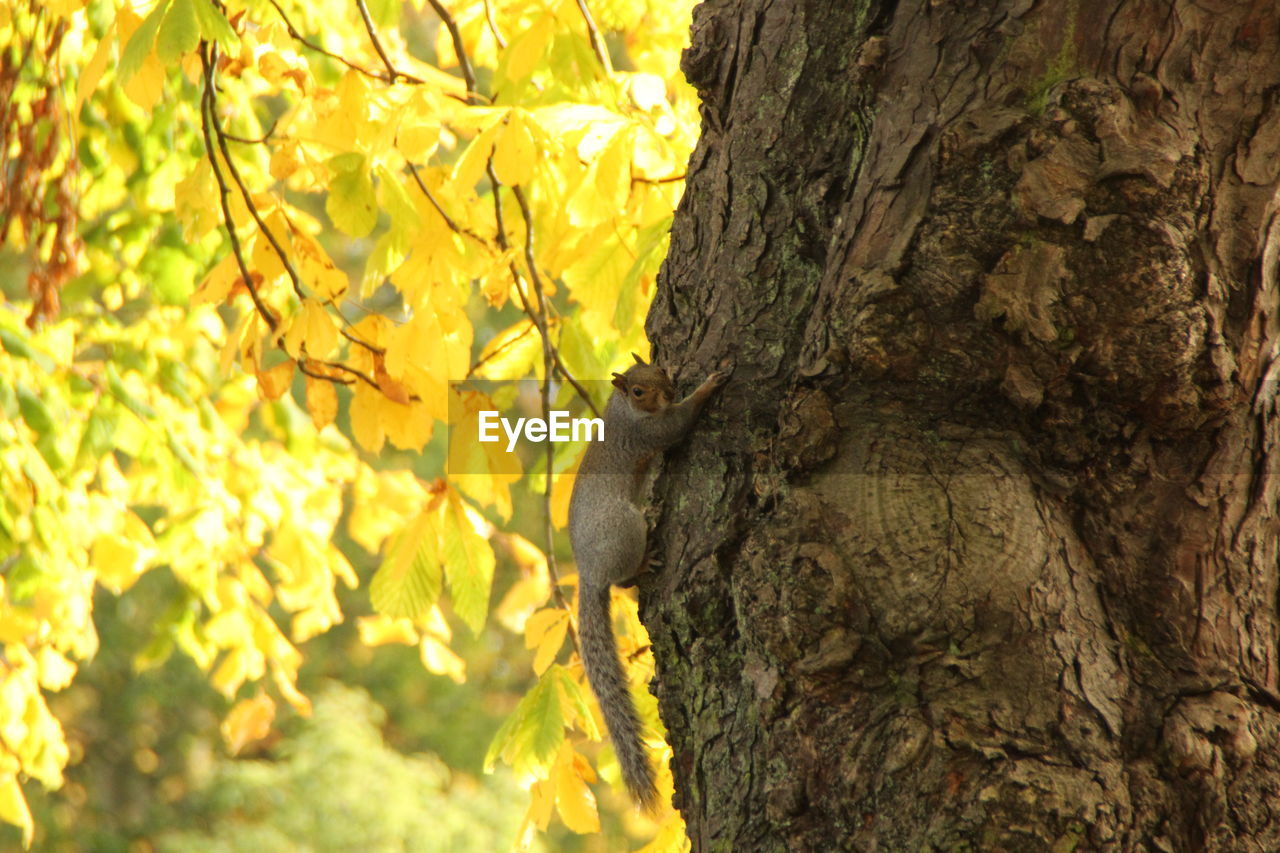 Squirrel on tree