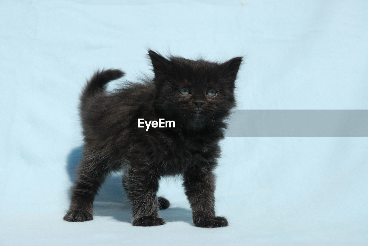 PORTRAIT OF CAT STANDING AGAINST WHITE BACKGROUND