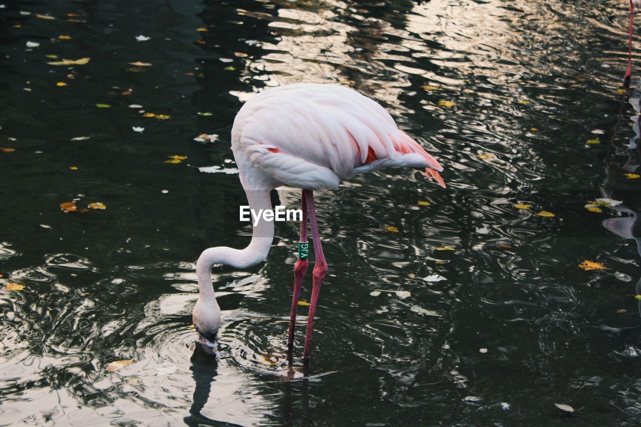 VIEW OF BIRDS IN LAKE