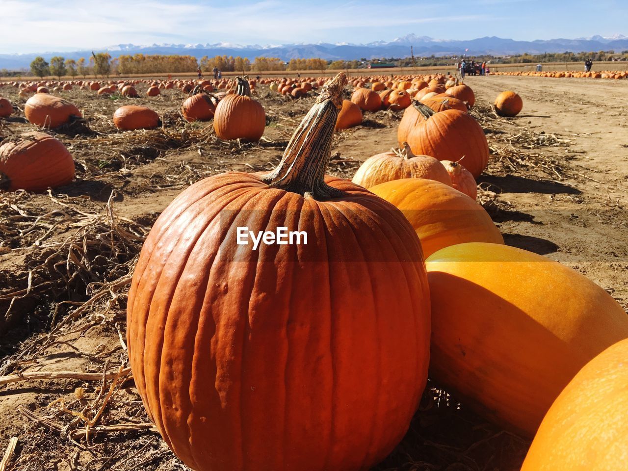 View of pumpkins on field