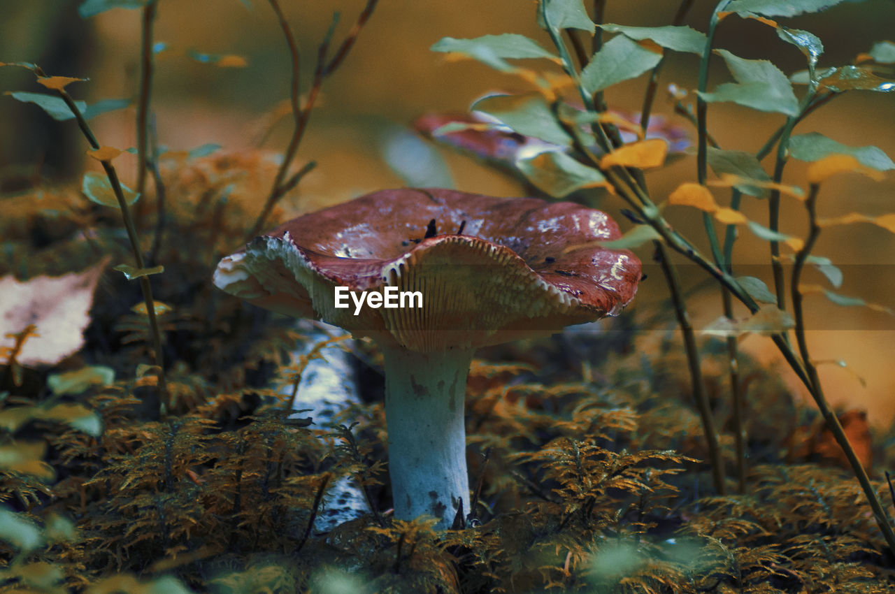 A russula mushroom growing on a floor of moss.