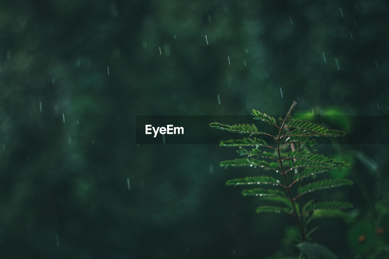 CLOSE-UP OF WET PLANT ON TREE