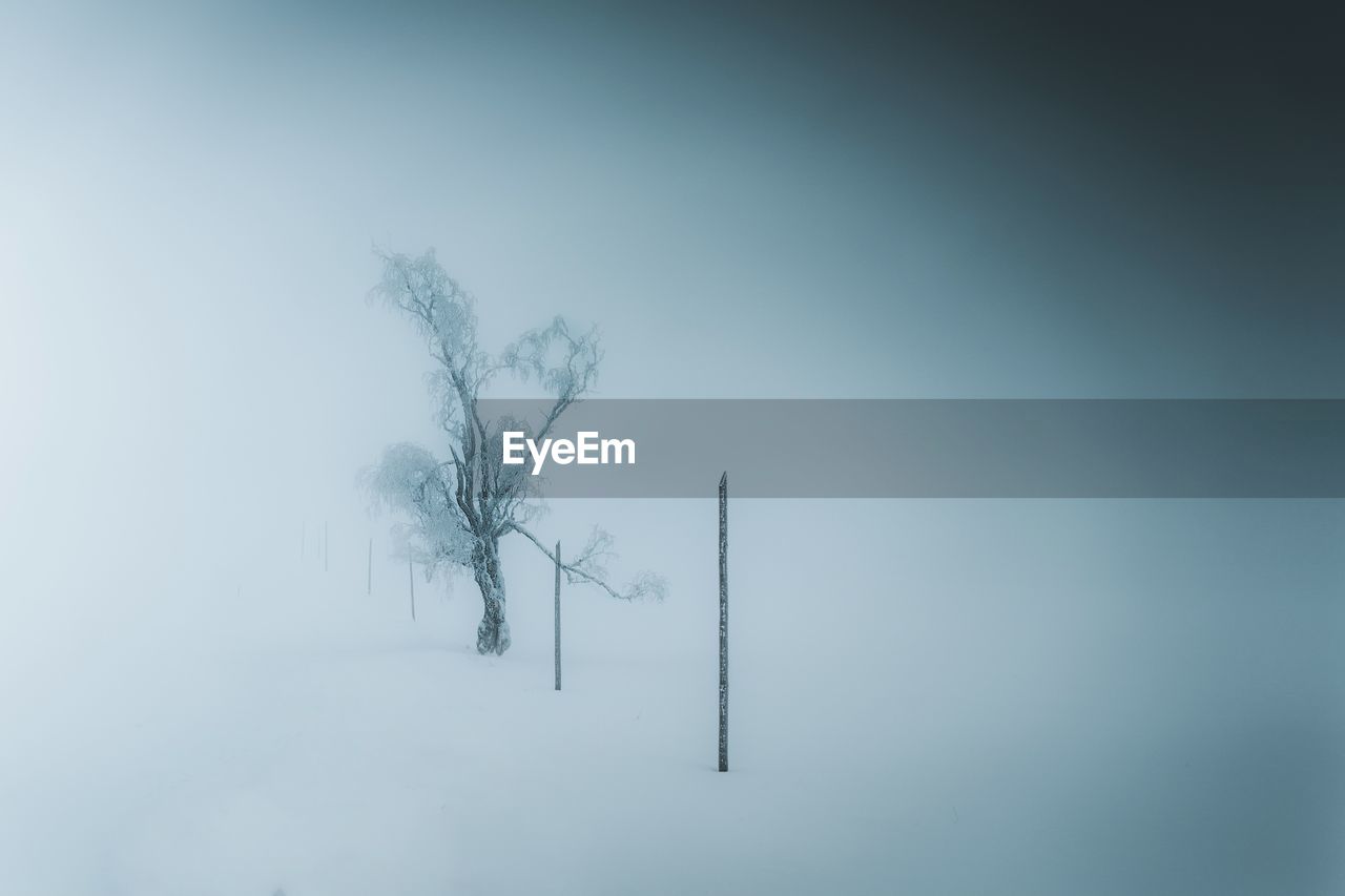 BARE TREE ON SNOW COVERED FIELD AGAINST SKY