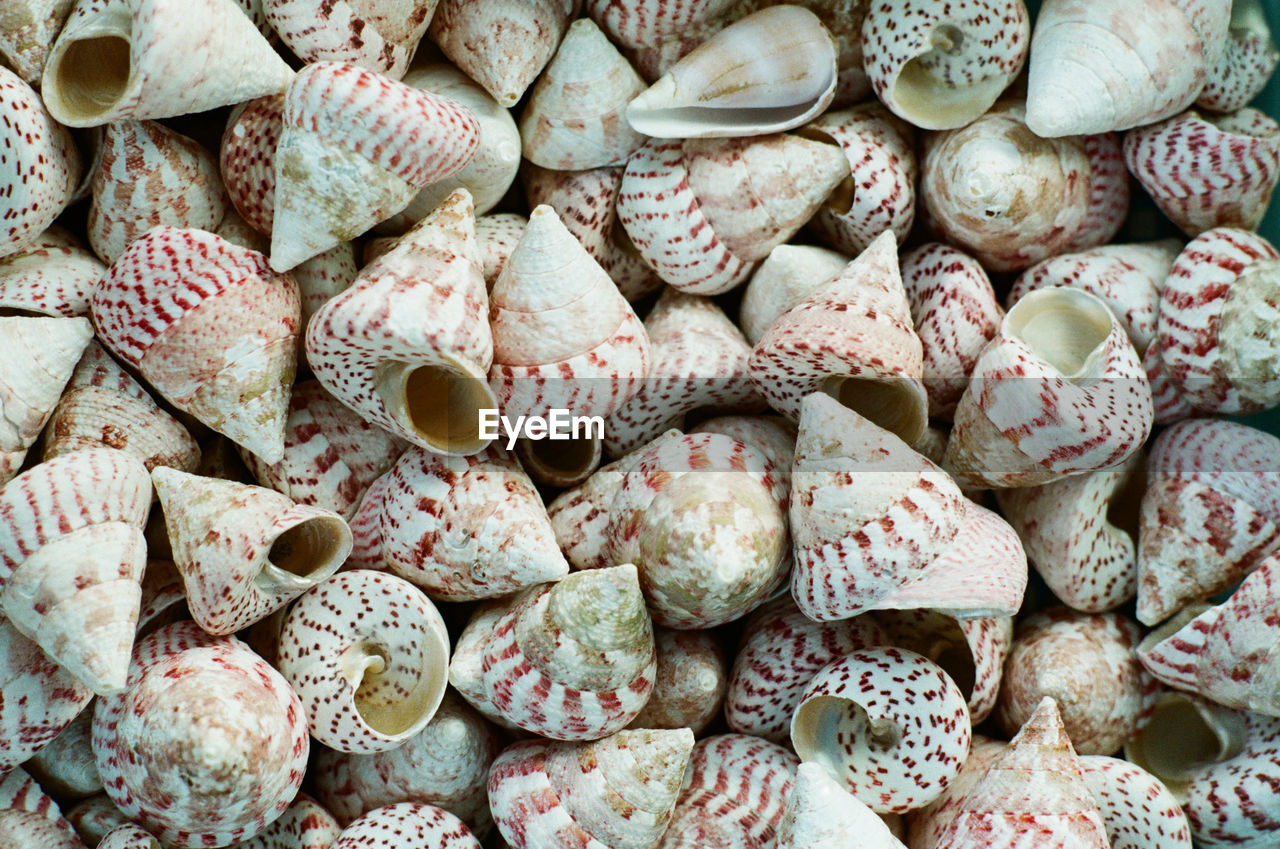 Full frame shot of seashells