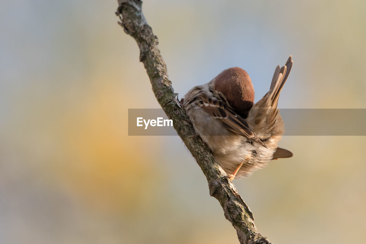 Sparrow perching on a branch