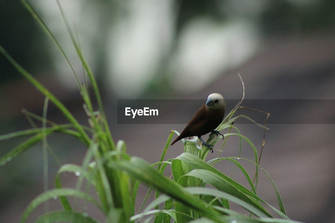 BIRD PERCHING ON A PLANT