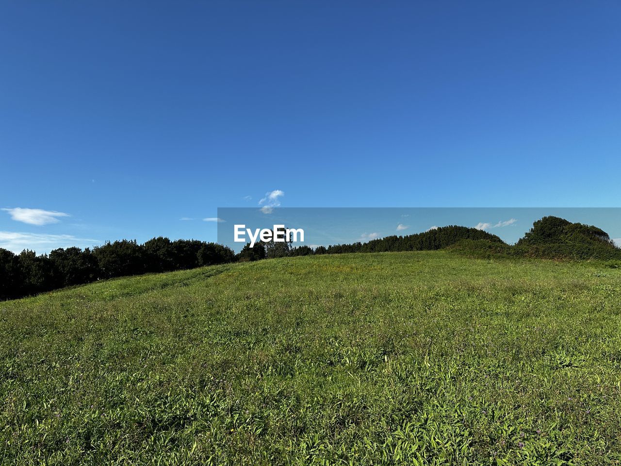 sky, horizon, landscape, plant, grassland, nature, environment, grass, land, hill, natural environment, scenics - nature, field, meadow, green, beauty in nature, plain, blue, no people, tree, tranquility, cloud, rural scene, sunlight, pasture, rural area, tranquil scene, agriculture, prairie, plateau, outdoors, clear sky, growth, non-urban scene, morning, crop, day, flower