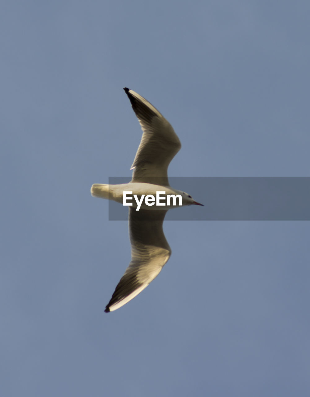 CLOSE-UP OF SEAGULL FLYING AGAINST CLEAR SKY
