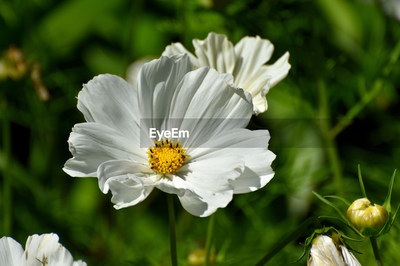 Cosmos on white