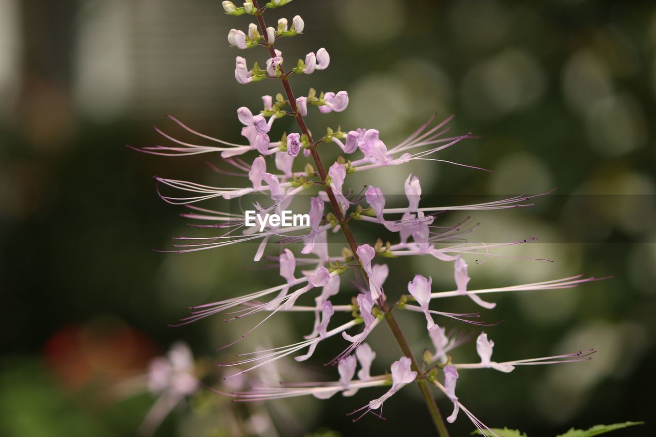 CLOSE-UP OF PURPLE FLOWERS