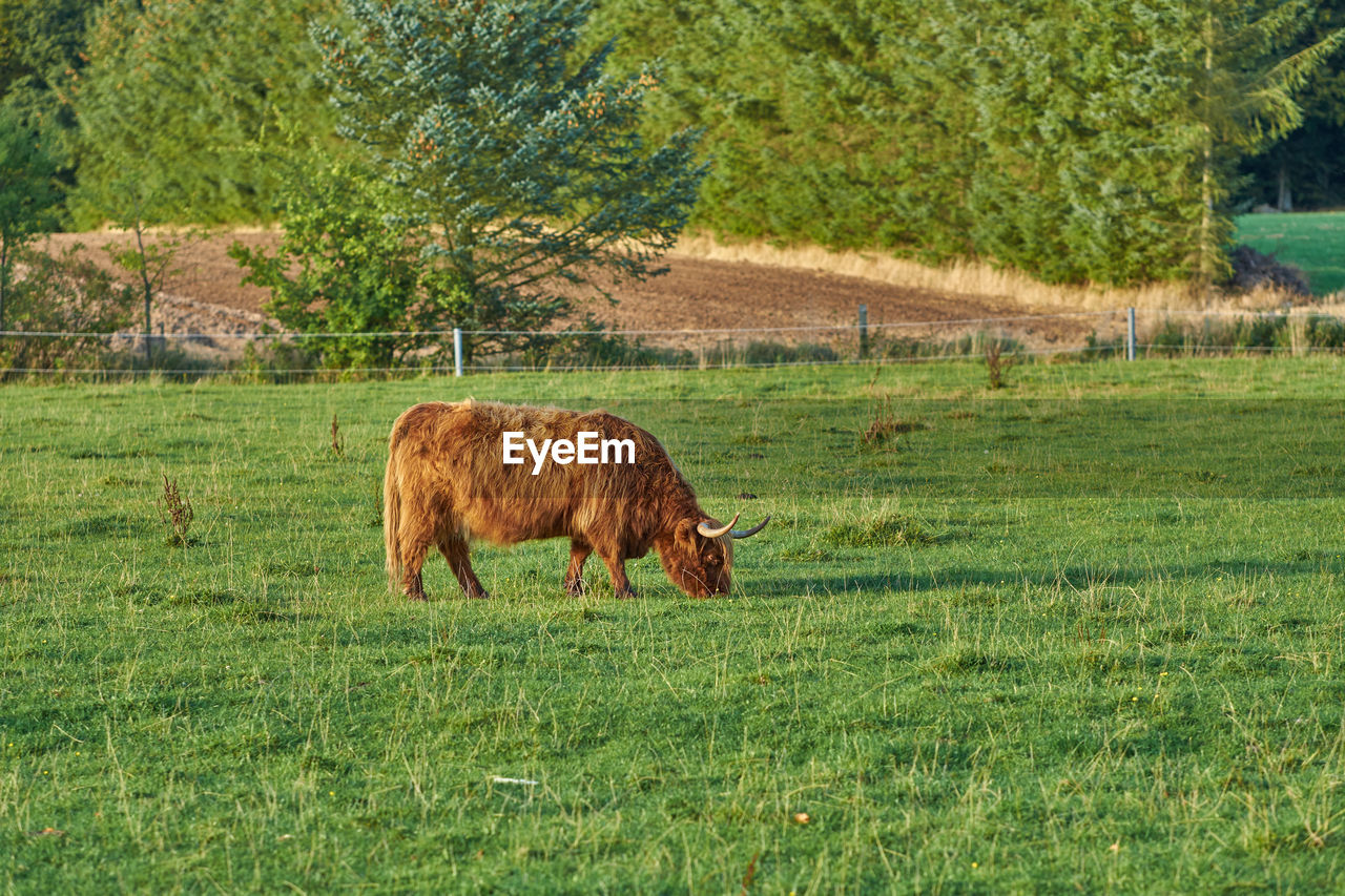 horse grazing on grassy field