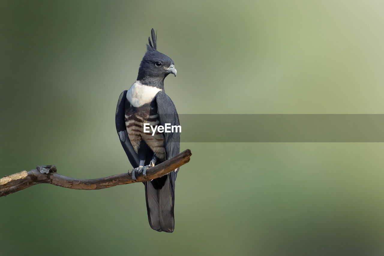 Image of black baza perched on a branch on nature background. falco. bird. animals.