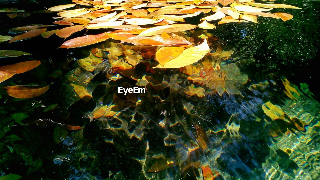 High angle view of fallen leaves floating on water