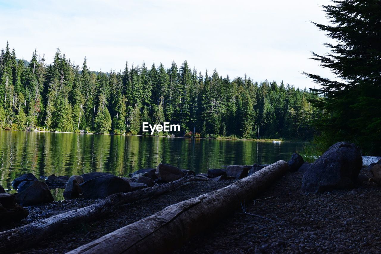 Reflection of trees in water