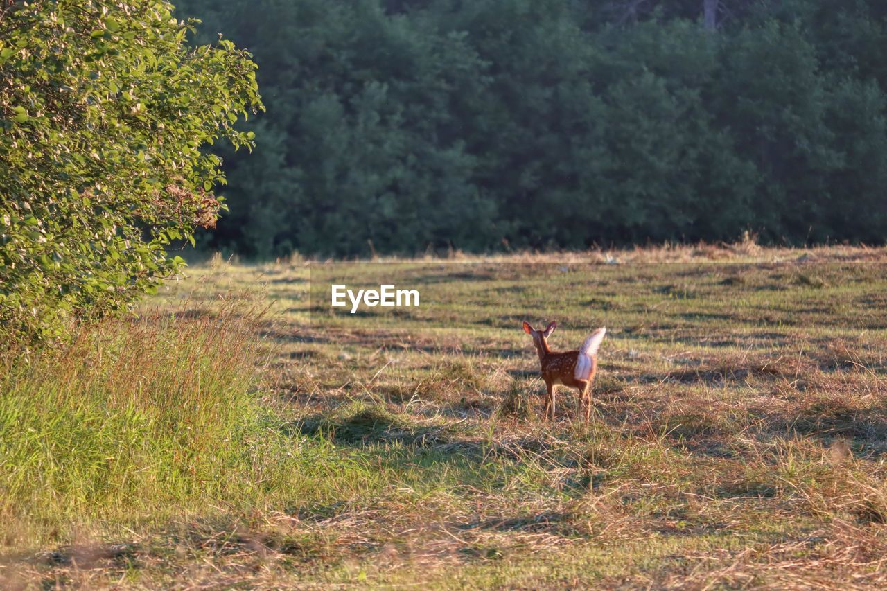 Deer standing in a field