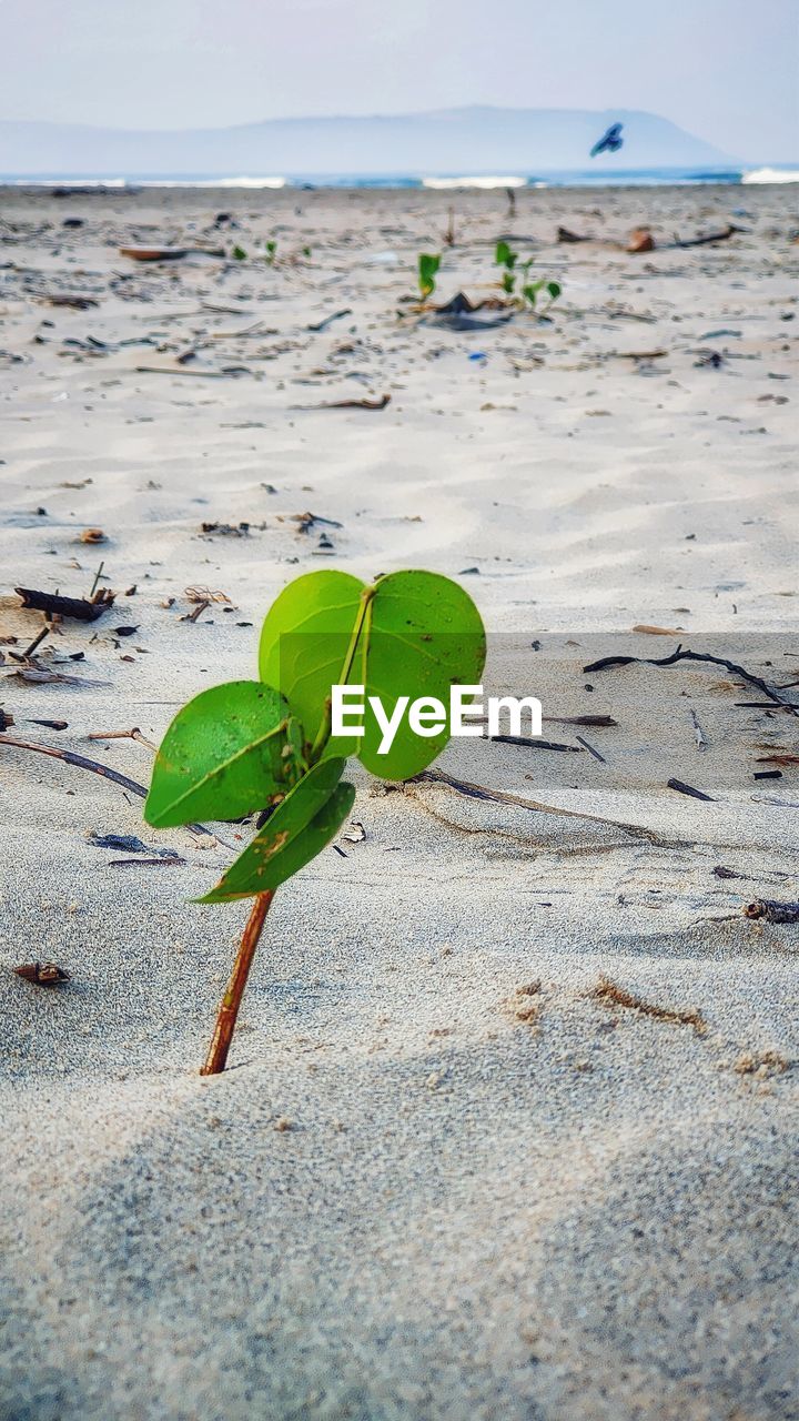 CLOSE-UP OF PLANT GROWING ON BEACH