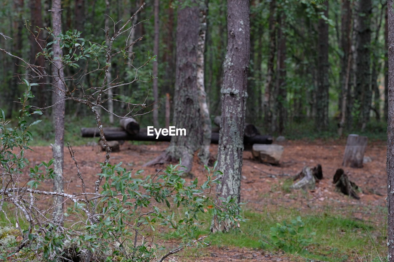 VIEW OF TREES ON FIELD