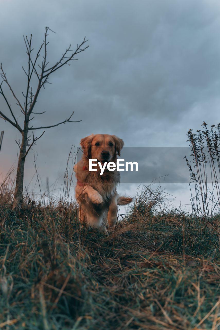 Cute dog on field during sunset